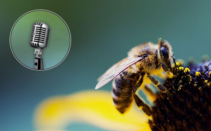 Voiceover